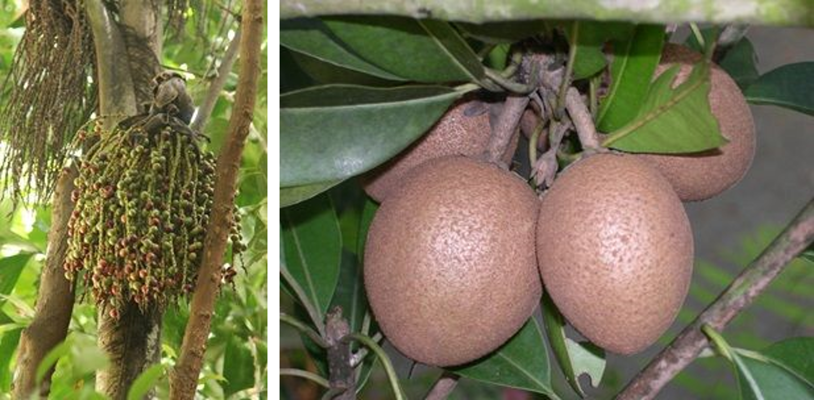 Photograph of a fishtail palm